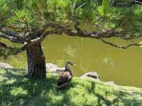 Hama-rikyu Gardens