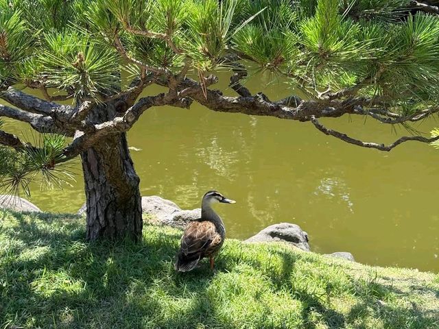 Hama-rikyu Gardens
