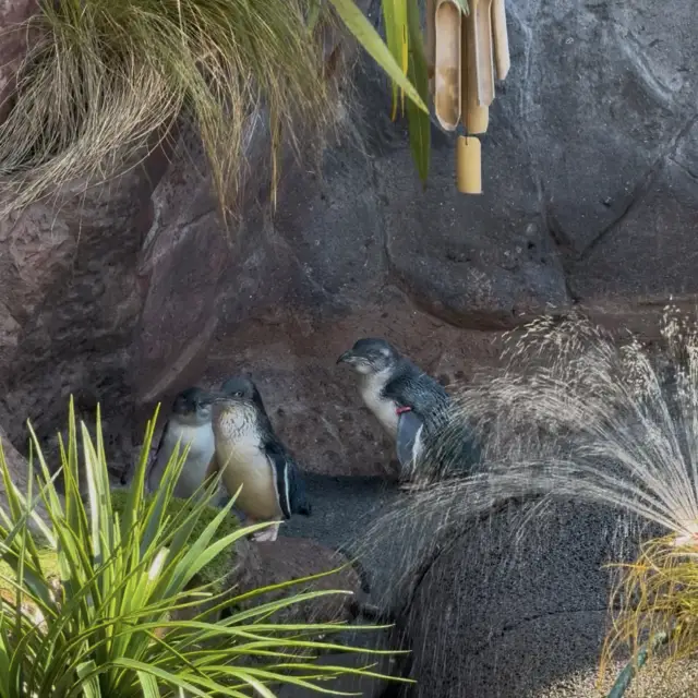 Christchurch International Antarctic Centre: An Unforgettable Antarctic Experience!