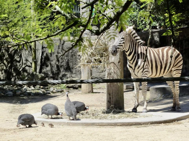 百萬城市美景的「塔龍加動物園」 百萬城市美景的「塔龍加動物園」