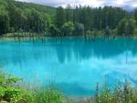 【北海道】彩りどりの自然の色に癒される富良野