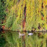 Ayrlies Garden – Auckland’s Subtropical Paradise
