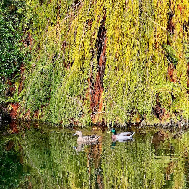 Ayrlies Garden – Auckland’s Subtropical Paradise