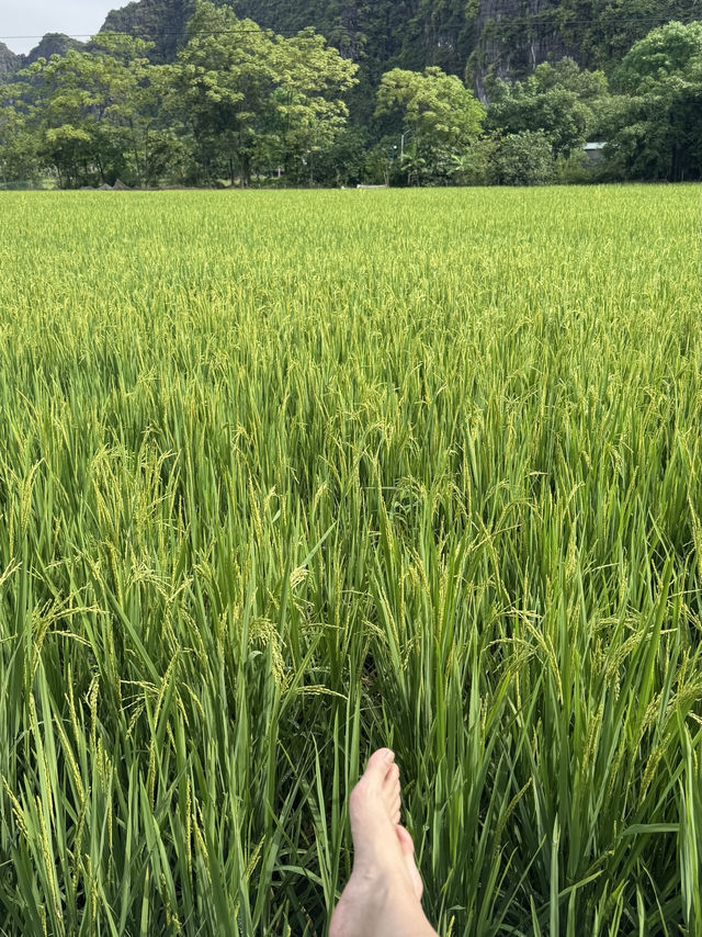 2 Days 1 Night in Ninh Binh – A Peaceful Escape 🌾✨