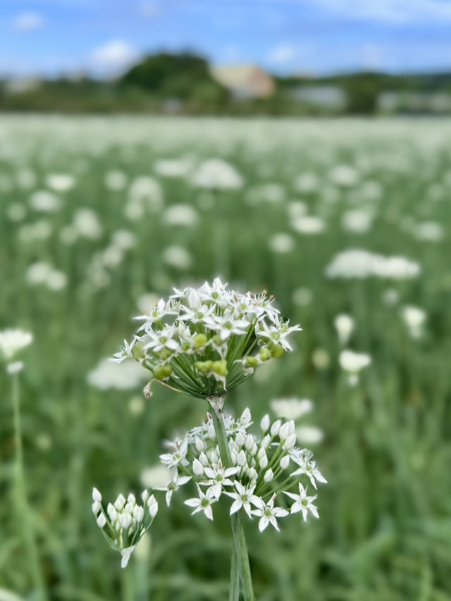 韭菜花的季節 韭菜花的季節