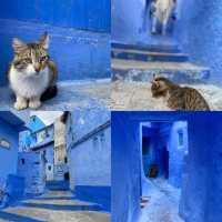 Wander Through the Dreamy Blue Alleyways of Chefchaouen 💙✨