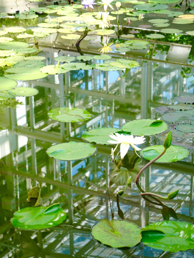 温室がリニューアル！珍しい熱帯植物 今からは秋薔薇も・・