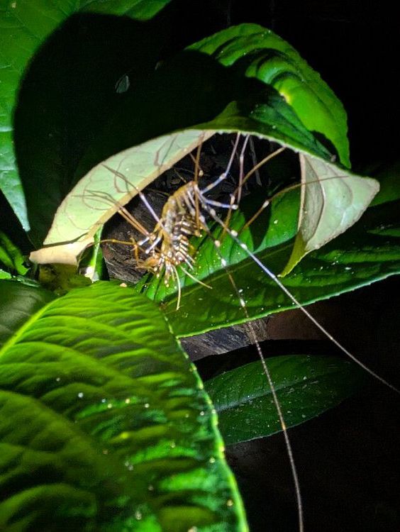 1StopBorneo Wildlife - Malaysia 
