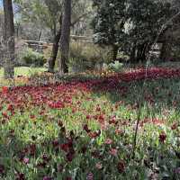 Araluen Botanic Park