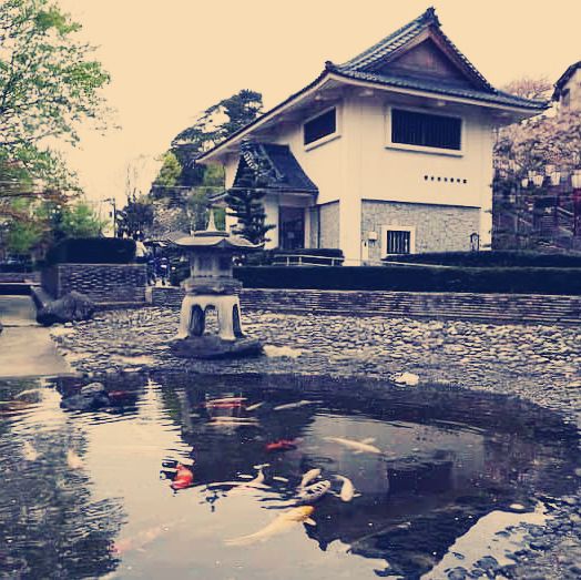 The Misty Phoenix: My Solo Visit to Maruoka Castle, Fukui