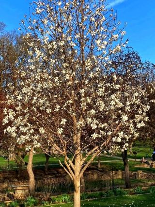 🌸 McKennan Park – Sioux Falls’ Blooming Heart of Charm and Community