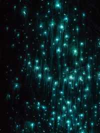 地底に広がる星空の世界へ—ワイトモ洞窟で出会う幻想の光景✨