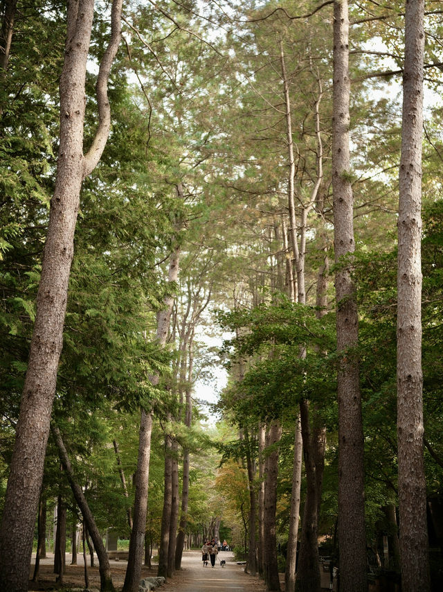 Gapyeong Escape🍃 A Romantic Day in Korea’s Countryside