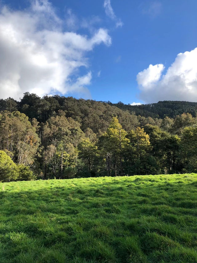 Best Friend Holiday Retreat：在 Tarra Valley 遇见最简单的快乐