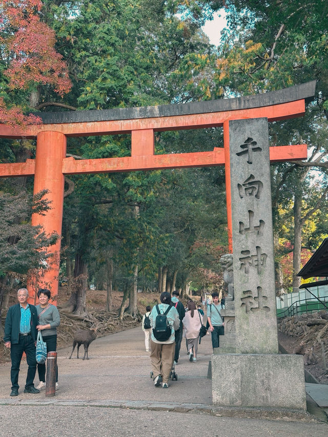 【奈良市】学問の神様も歌を詠んだ紅葉名所『手向山八幡宮』