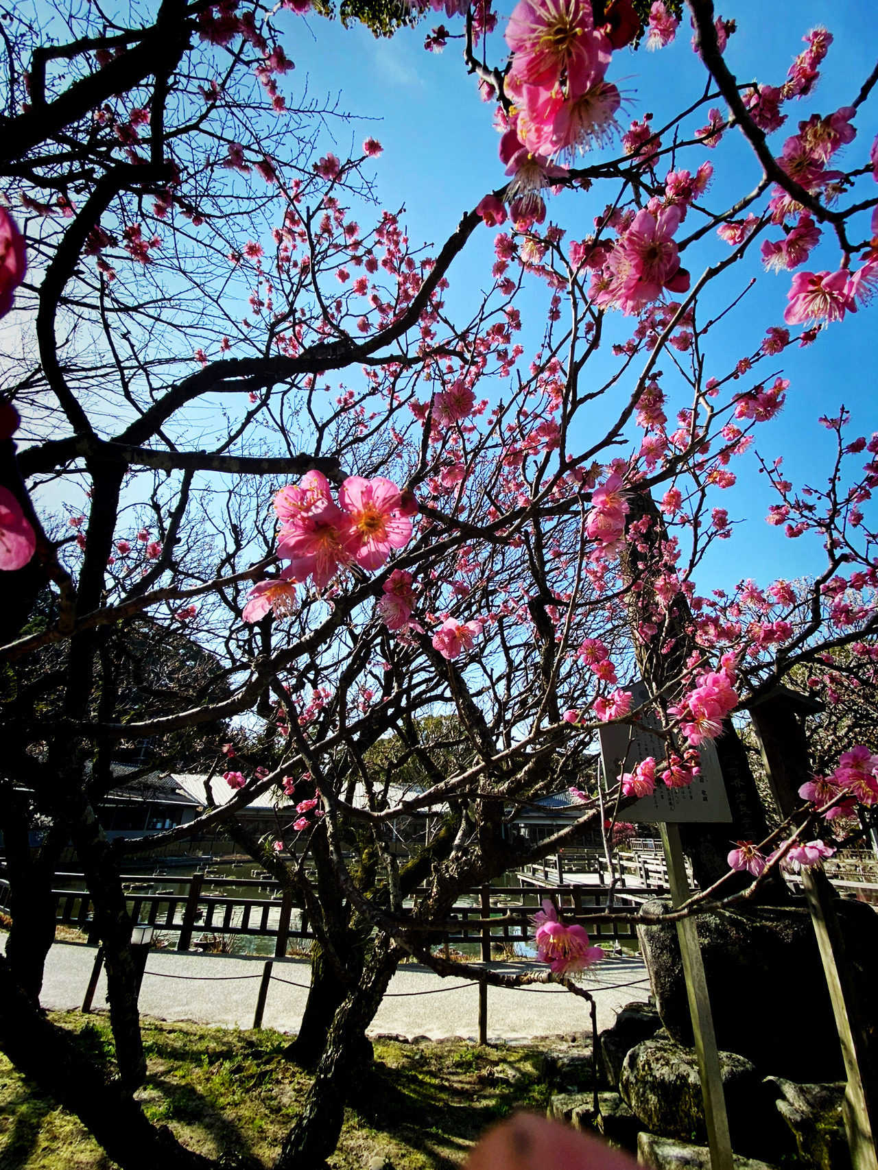 From Yufuin’s quiet charm to Beppu’s steamy wonders.
Discover the essence of northern Kyushu with this scenic day tour from Dazaifu to Yufuin & Beppu – think ancient shrines, lake views, steamy hot springs, and a dash of feline magic 🐾✨

Top Spots to Visit:
1. Dazaifu Tenmangu Museum & Roumon Gate (4 Chome-7-1 Saifu, Dazaifu, Fukuoka 818-0117): Start your adventure at this iconic shrine surrounded by cherry, peach, and pear blossoms. The museum opens 9:00 AM–4:30 PM (Tues–Sun) and the Roumon gate is just steps away for a classic photo-op with roaming cats among the stone statues and lush gardens.

2. Beppu Ropeway (10-7 Minamitateishi, Beppu): Soar up Mt. Tsurumi for epic skyline views (9:00 AM–5:30 PM in spring-fall; 9:00 AM–5:00 PM winter). It’s worth it even on cloudy/rainy days—the mist rolling over mountains is totally atmospheric.

3. Beppu Hot Springs: DIY footbath time! Bring a towel, grab an onsen egg (steamed in natural hot water) from a local vendor, and chill by the bubbling springs. Most onsen are walk-in friendly year-round. The egg snack is a must-try for authentic Beppu vibes!

4. Kinrin Lake (1561-1 Yufuincho Kawakami, Yufu): Wander by the mirror-like waters, especially early morning or at sunset for dreamy mountain reflections, flowering trees, and peaceful vibes. Free to stroll 24/7.

Travel & Food Tips:
Getting Between Spots: Use JR lines or highway buses (search trip.com for schedules and deals). Walking in each town is easy, and taxis are handy in unpredictable weather.
Weather Hacks: Pack a lightweight raincoat and waterproof shoes—spring brings flowers AND showers. In hot weather, refill your water bottle at local shrines.
Must-Eats: Try Yufuin’s famous pudding and classic onsen eggs in Beppu. Street food stalls often near main attractions.
Bonus: Spot the lucky cat statue in Dazaifu garden for insta-worthy pics!

#KyushuDayTrip #BeppuHotSprings #YufuinViews #JapanTravel #tripdotcom