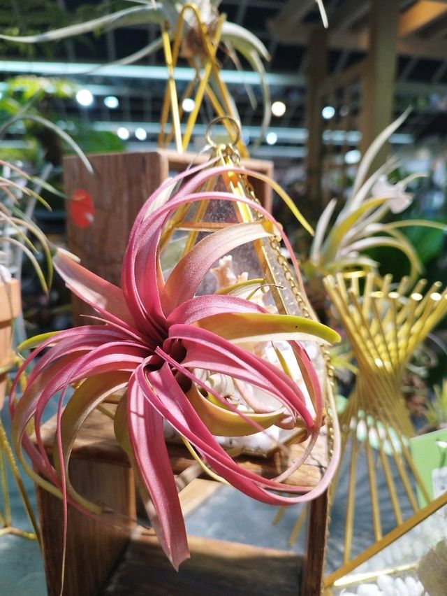 花墟道賞花攻略📸