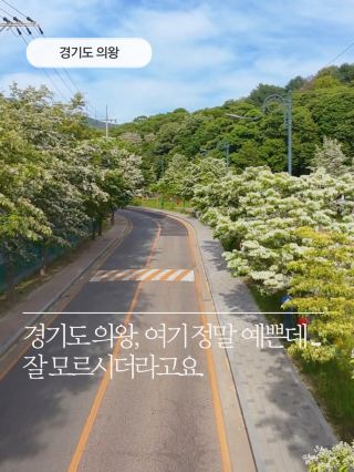 ที่นี่คือถนนต้นอีป๊อบ (Fringe Tree) ในจังหวัดคยองกีที่ฉันอยากเก็บไว้รู้คนเดียวจริงๆ。