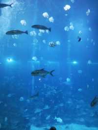 Singapore Oceanarium: Dive Into an Underwater Wonderland 🦈✨