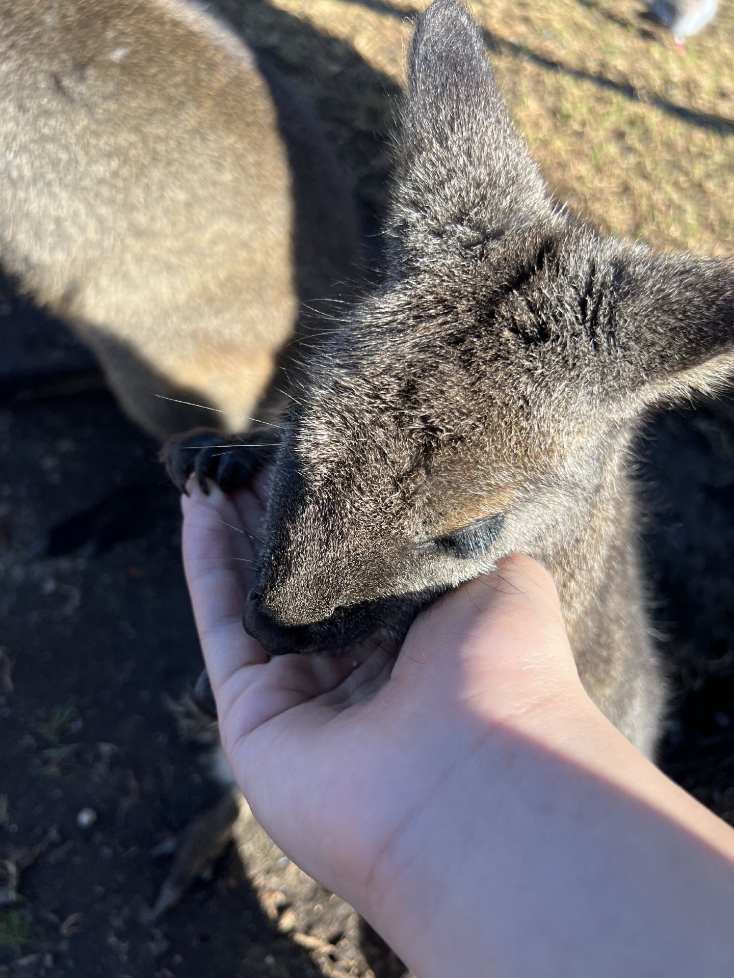 Oakvale Wildlife Kangaroo Feeding