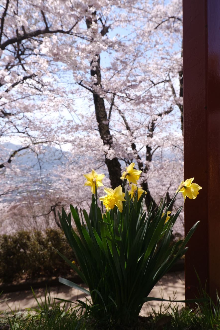 日本旅行】ポストカードのような絶景！薄紅の桜と水色の富士山 - 新倉
