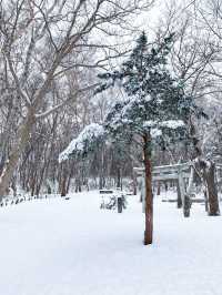 🏔️🚠 Mt. Tengu | นั่งกระเช้าชมวิวโอตารุ 🇯🇵❄️