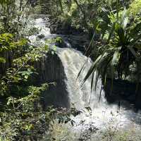 Maui’s rainforest is a botanical wonderland 