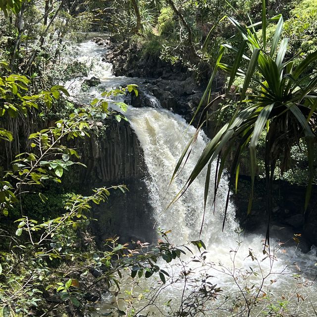 Maui’s rainforest is a botanical wonderland 