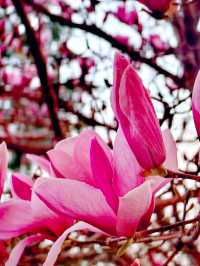 Magnolias: A Reminder of Home