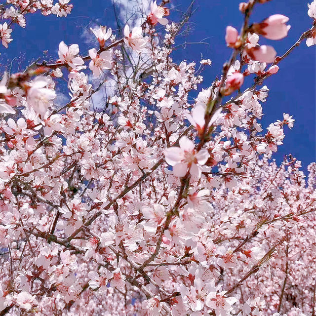 Lost in the Sea of flowers and Cherry Blossom