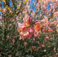 プエルト・バラスはお花がいっぱい!