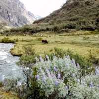 Laguna 69 from Huaraz is must to do 