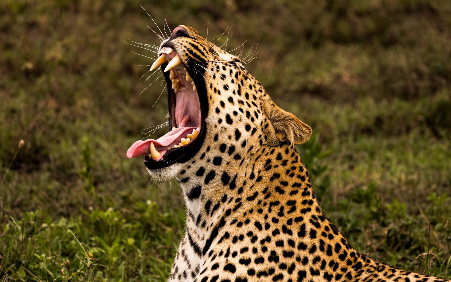 4 Days Tanzania Safari Private Tour