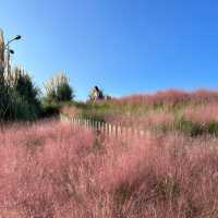 Pink muhly season is here