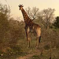 Kruger National Park