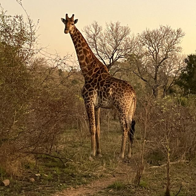 Kruger National Park