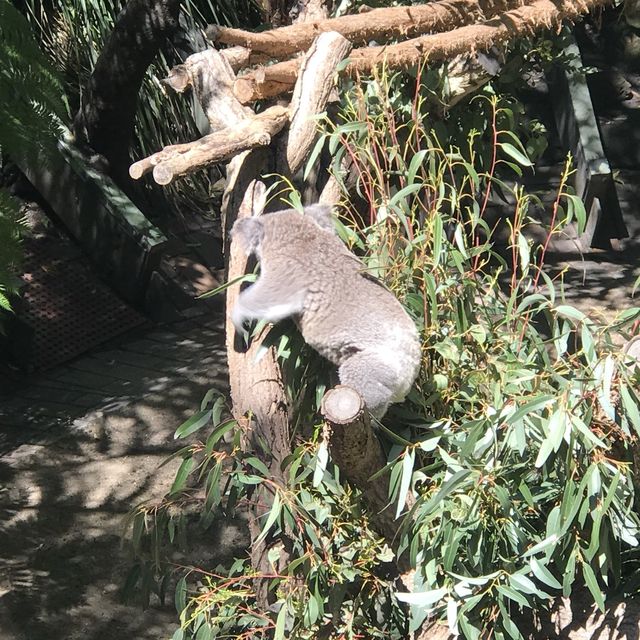 🇦🇺The Most Beautiful Zoo in the World