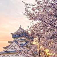 Sakura Spectacle: Tokyo's Blossom Ballet!🌸