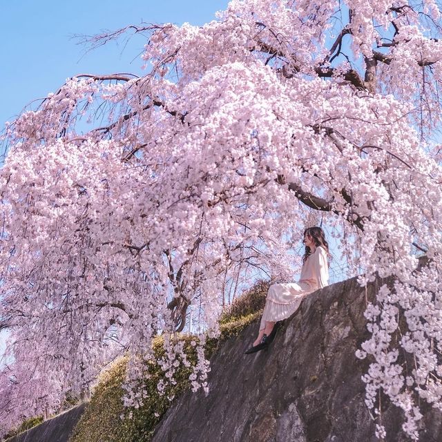 코토 시