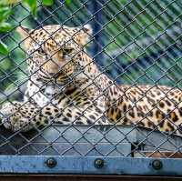 🐯福岡市動植物園🦁福岡最具代表性的動物園✨️