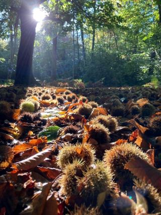 ### "Escape to Serenity: Virginia Water Awaits"