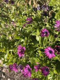 Flowers in the sun