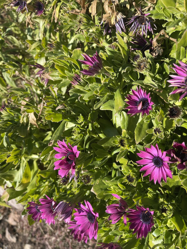 Flowers in the sun