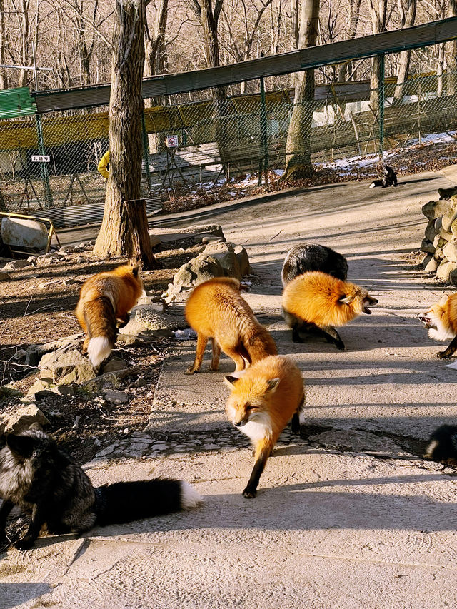 Day Trip from Tokyo to Zao Fox Village  