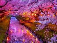 Enjoy the cherry blossom season in Japan!