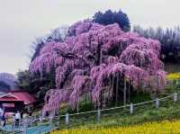 The legend of the legend Sakura 
