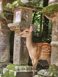 Nara: Where Ancient Japan Walks Beside You