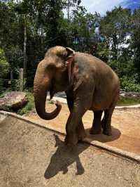 Signature Phu Quoc Safari ! Must see!