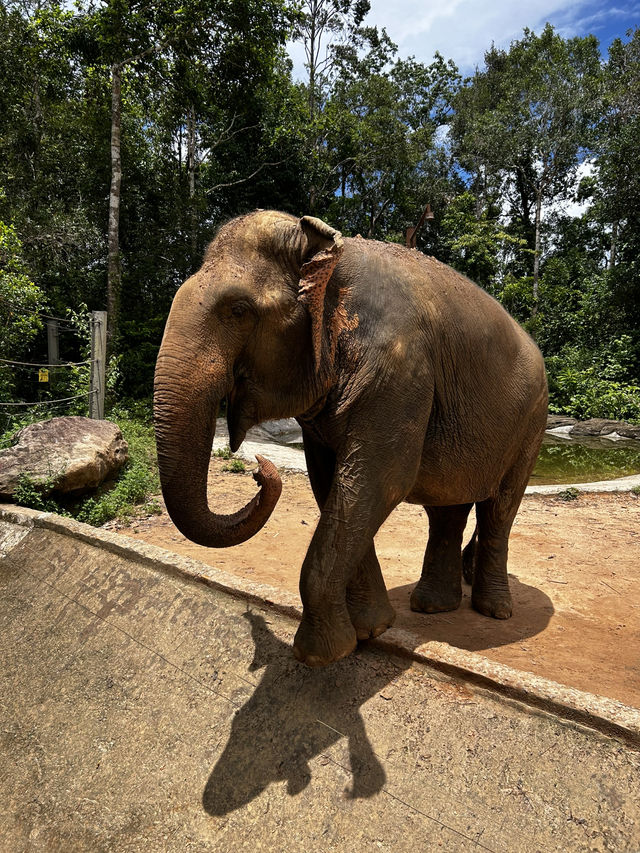 Signature Phu Quoc Safari ! Must see!