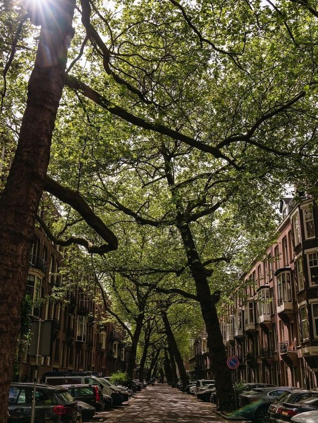 🌷 “Golden Canals & Tulip Dreams: A Day in Amsterdam” 🇳🇱